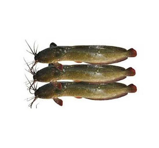 দেশি মাগুর