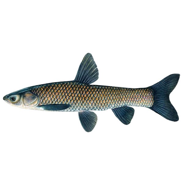 Black Carp