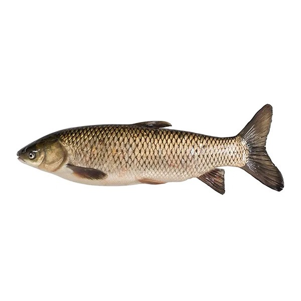 Grass Carp